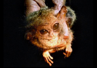 Illustration for article titled Some of the World's Rarest (and Strangest) Creatures